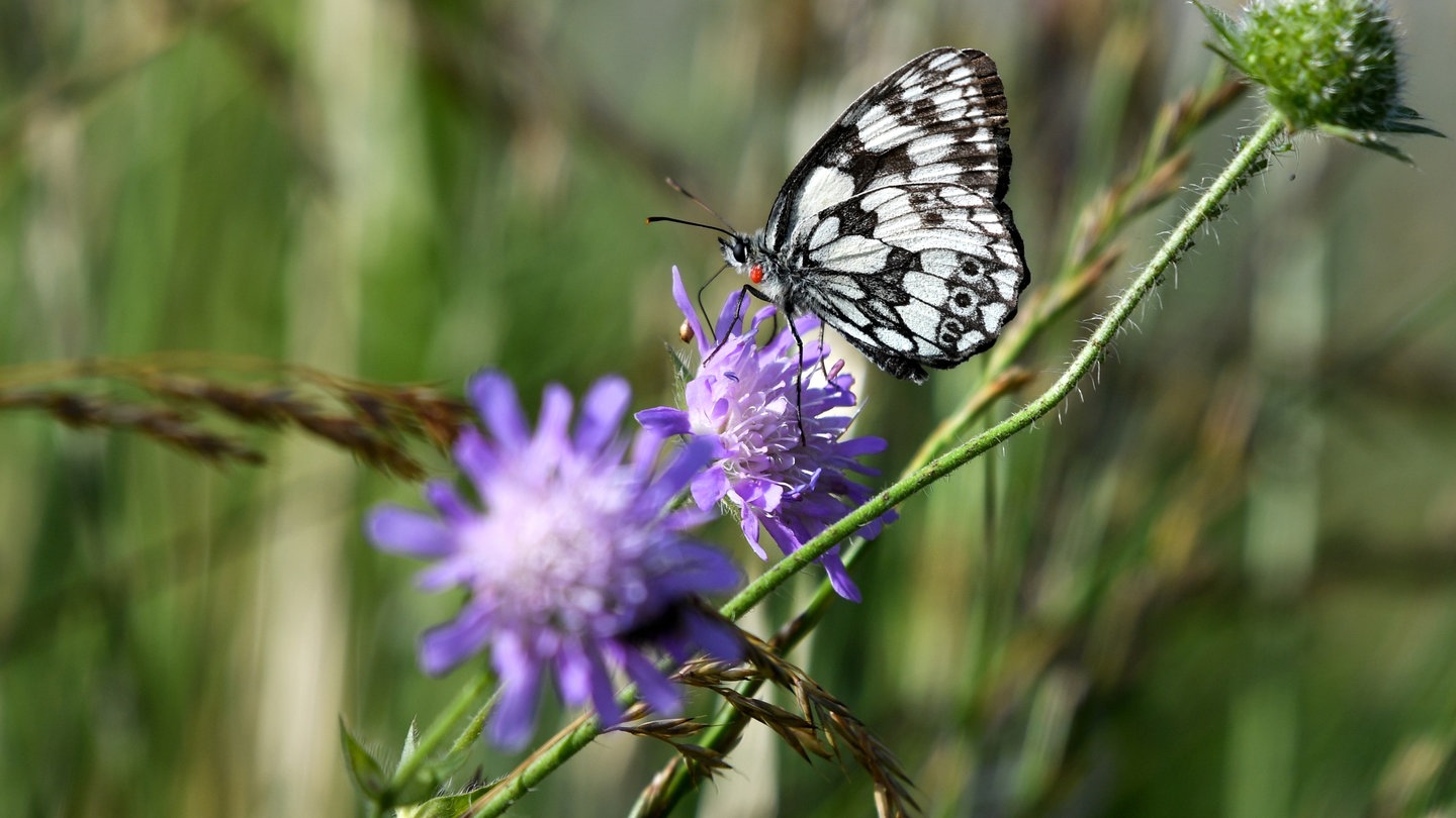 Insekten Z Hlen Beim Nabu Insektensommer Wissen Swr Kindernetz