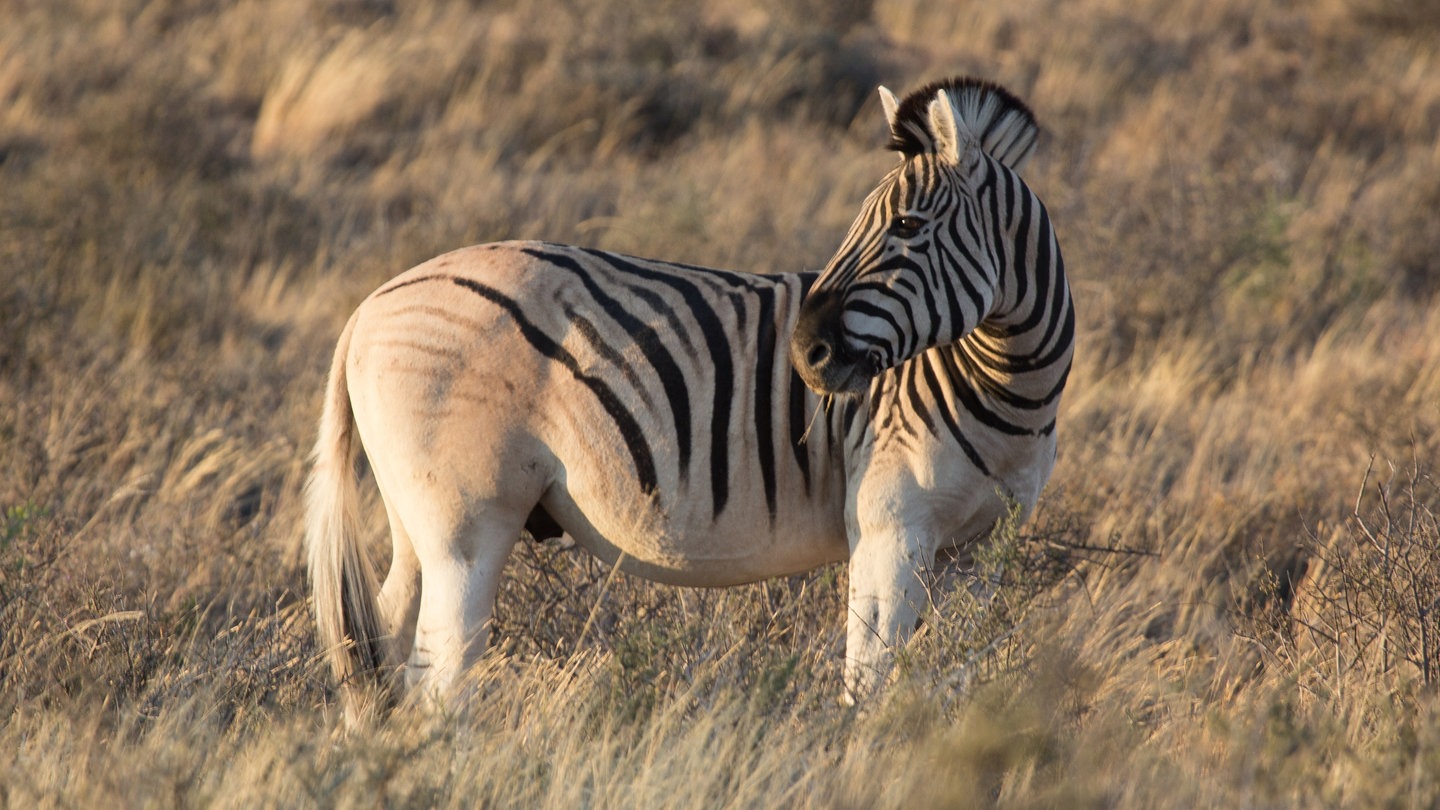 Steckbrief Zebra Wissen Swr Kindernetz