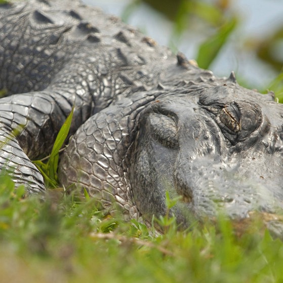 Ein schlafendes Krokodil