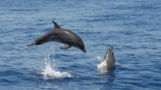 zwei springende Delfine