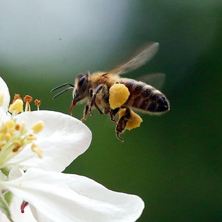 Eine Honigbiene mit prallen Pollenhöschen fliegt die Blüte eines Apfelbaums an, um Nektar zu sammeln und die Blüten zu bestäuben. Am 20. Mai 2021 ist Weltbienentag.