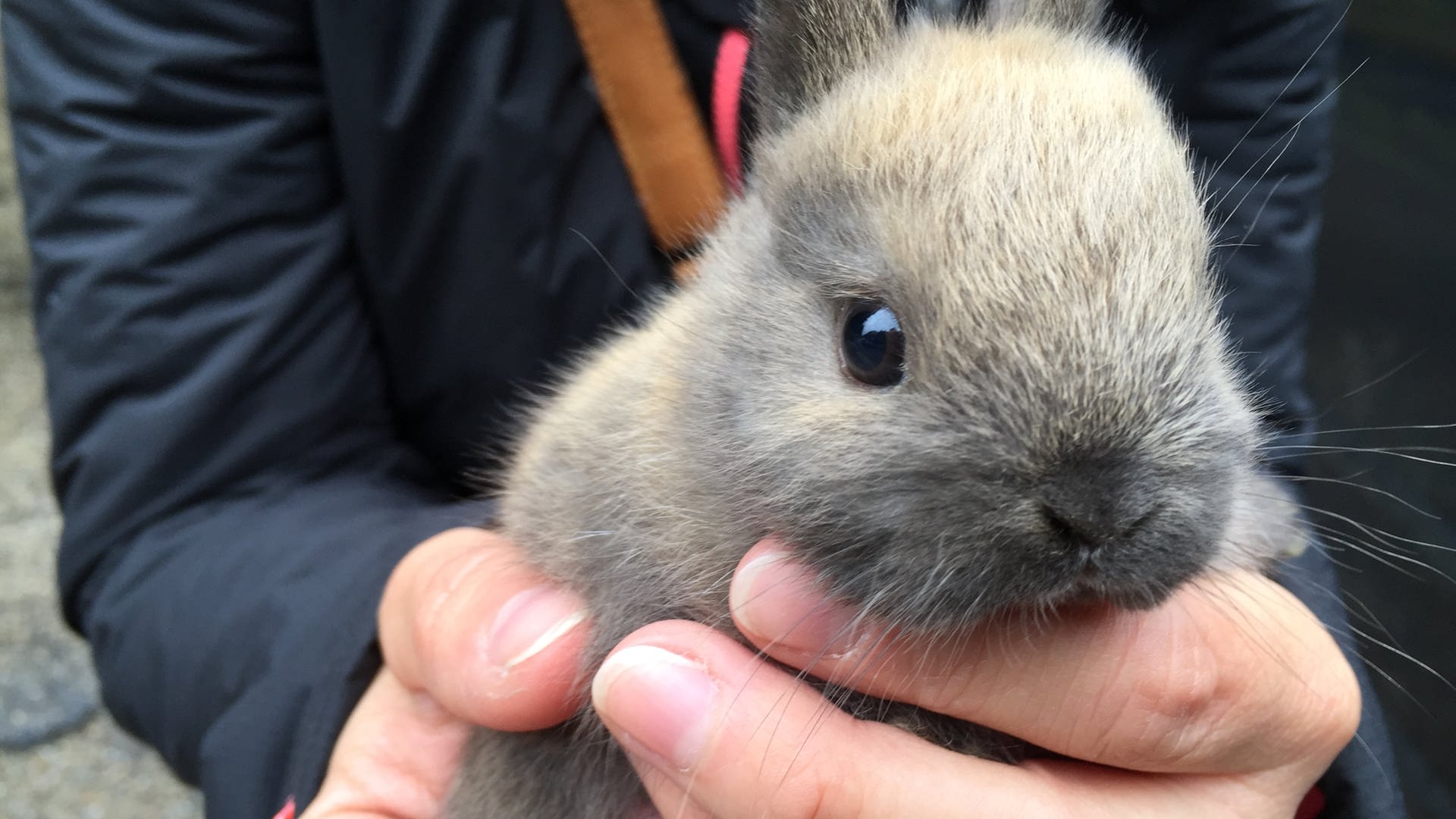 Dreh Mit Kaninchenbabys Tiere Bis Unters Dach Sendungen Swr Kindernetz