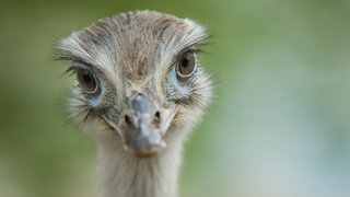 ein Nandu schaut in die Kamera