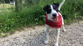 Junior spielt Filmhund Cookie