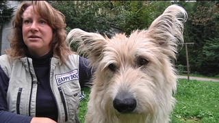 Filmhund Silas spielt "Brezel"