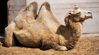 ein Kamel liegt im Sand