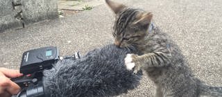 Katzenbaby untersucht Kamera