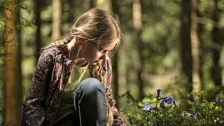 Lilie im Wald