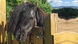 Mini-Shetlandpony Friedolin aus "Tiere bis unters Dach"