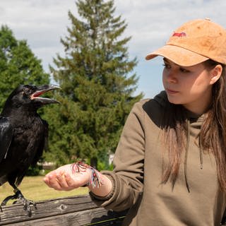 Ein Mädchen füttert eine Krähe die auf einem Holzzaun sitzt