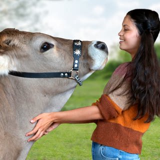 Eine Kuh schnüffelt an einem lachenden Mädchen auf einer Wiese.