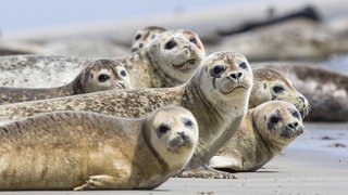 Seehunde liegen am Strand