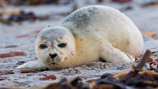 Heuler am Strand von Helgoland,