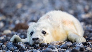 Kegelrobbenbaby am Strand