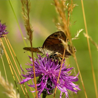 Schmetterling auf einer Blume