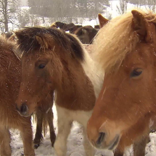 Pferde im Schnee