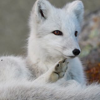 Polarfuchs