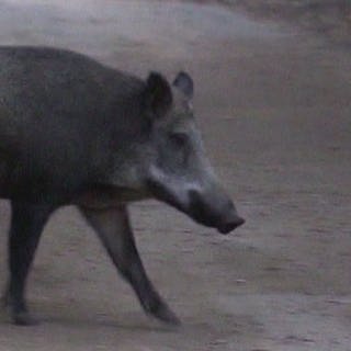 Wildschwein auf Streifzug in Berlin