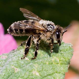 Sommer 10 Fakten Uber Bienen Wissen Swr Kindernetz