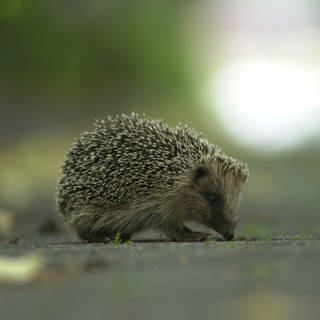 Igel sitzt auf Straße