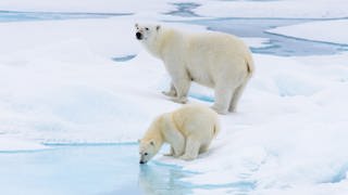 Eine Eisbären-Mutter und ihr Junges