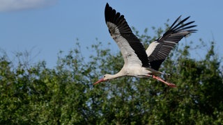 Ein fliegender Weißstorch