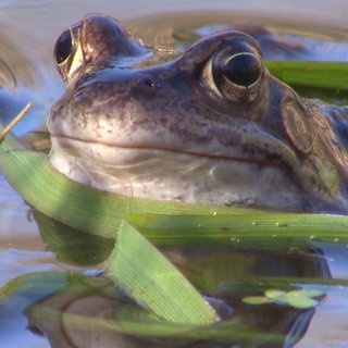 Kröte im Teich.