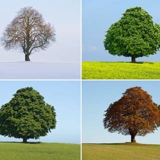 Ein Baum in den vier Jahreszeiten 