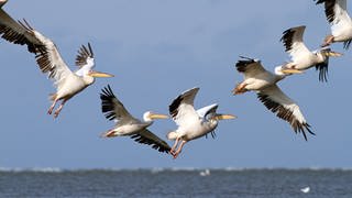 Naturparadies Donaudelta