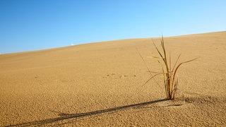 Grashalm in einer Wüste