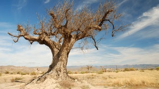 Baum in Wüste