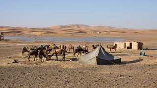 Eine Oase in der Sahara