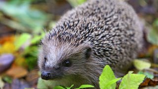 Igel Winterschlaf