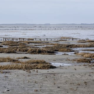 Wattenmeer