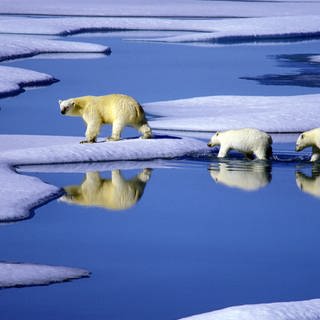 Eine Eisbärenmutter läuft mit ihren Jungen auf Futtersuche über Eisschollen