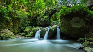 Wald in Luxemburg