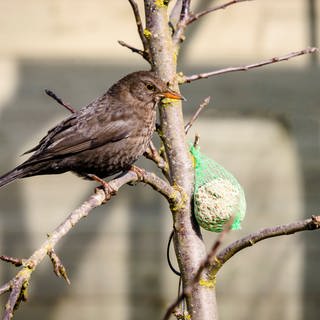 Ein Vogel bedient sich am Vogelfutter