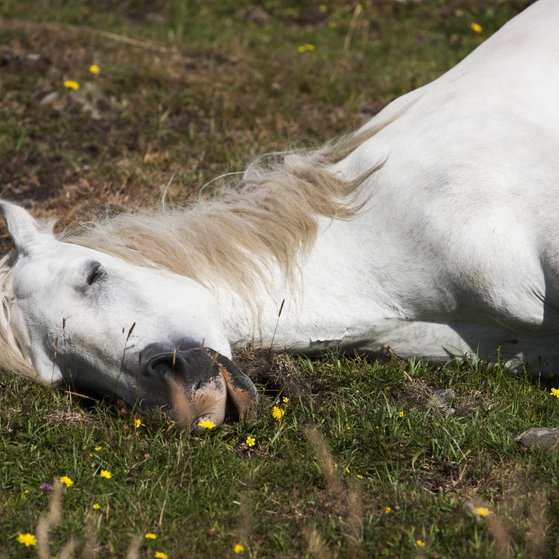 Ein liegendes Pferd