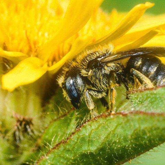 Auf einer Blüte sitzende Biene