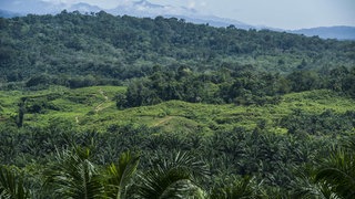 Gunung Leuser National Park 