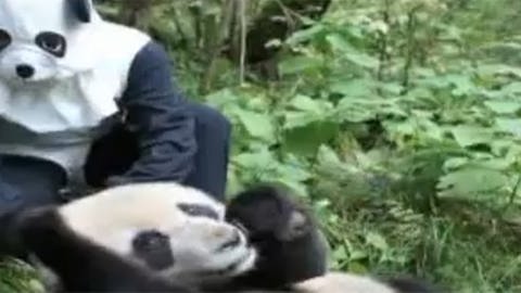 Steckbrief Grosser Panda Wissen Swr Kindernetz