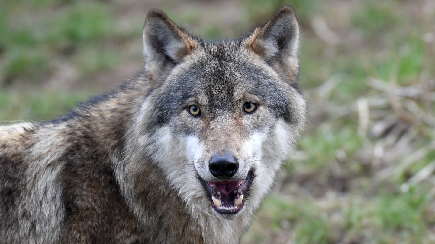 Steckbrief Wolf / Polarwolf Wissen SWR