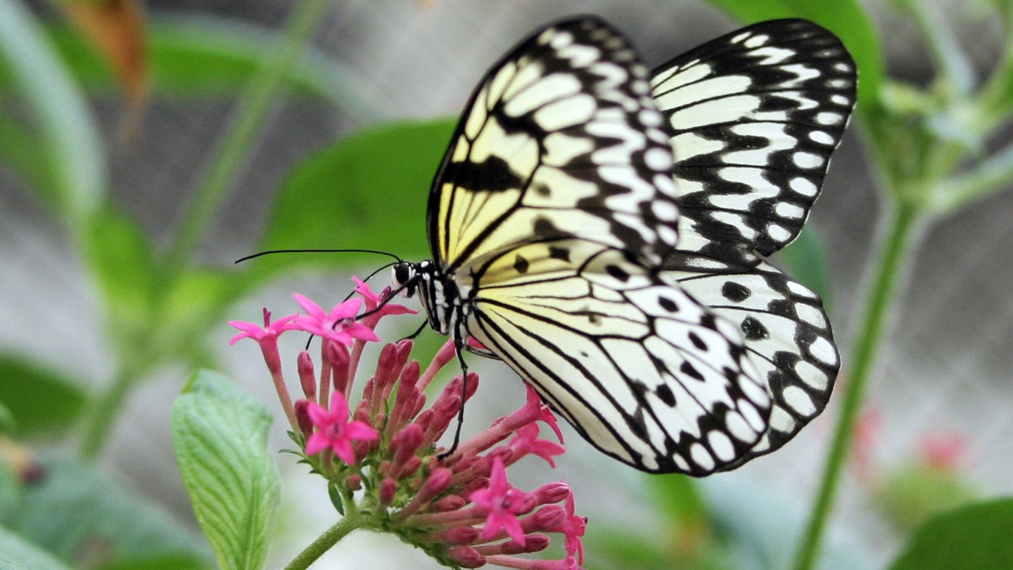 Steckbrief: Schmetterling - Wissen - SWR Kindernetz