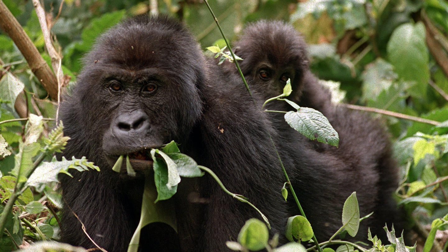 Steckbrief Gorilla Wissen Swr Kindernetz