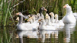 Steckbrief Entenvogel Wissen Swr Kindernetz