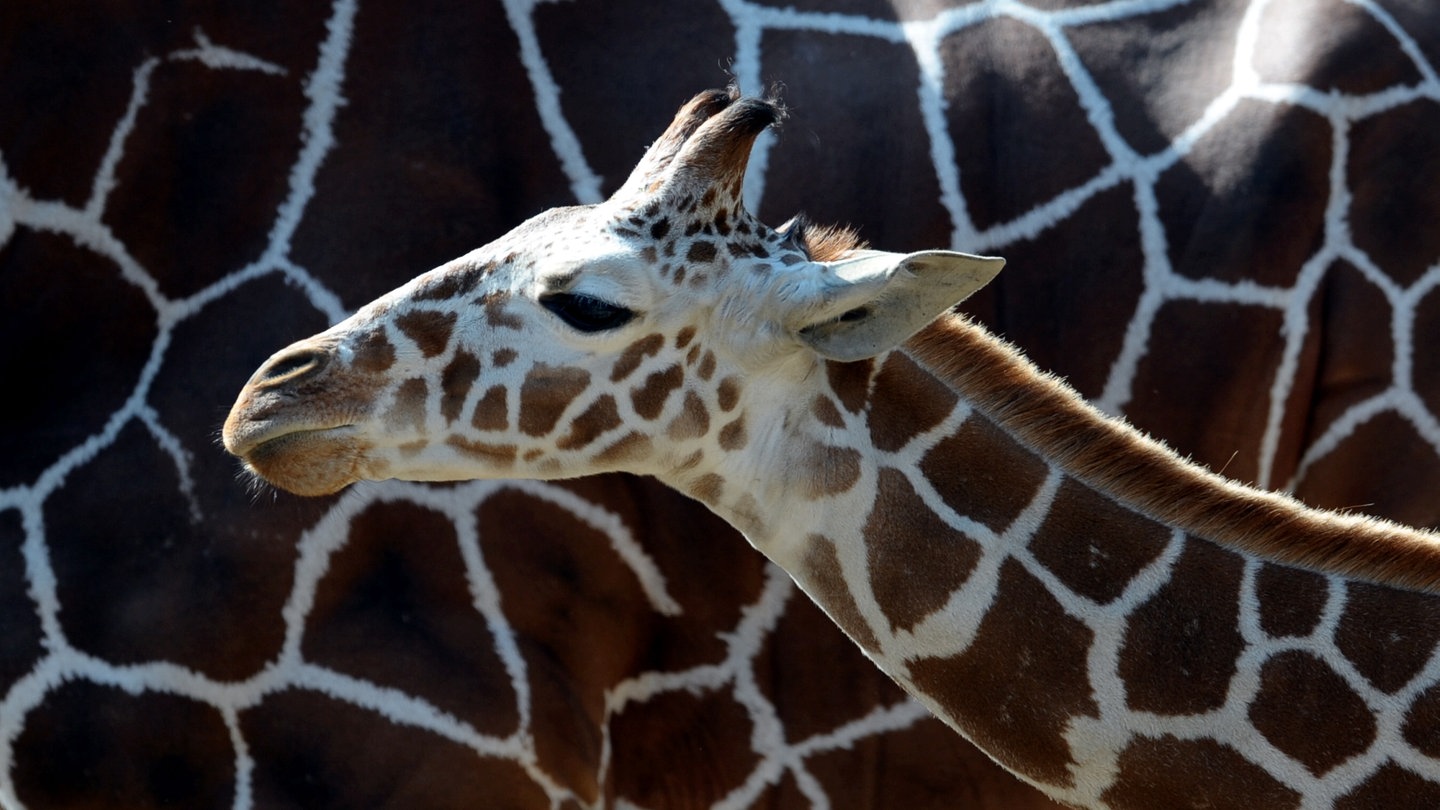 Steckbrief Giraffe Wissen Swr Kindernetz