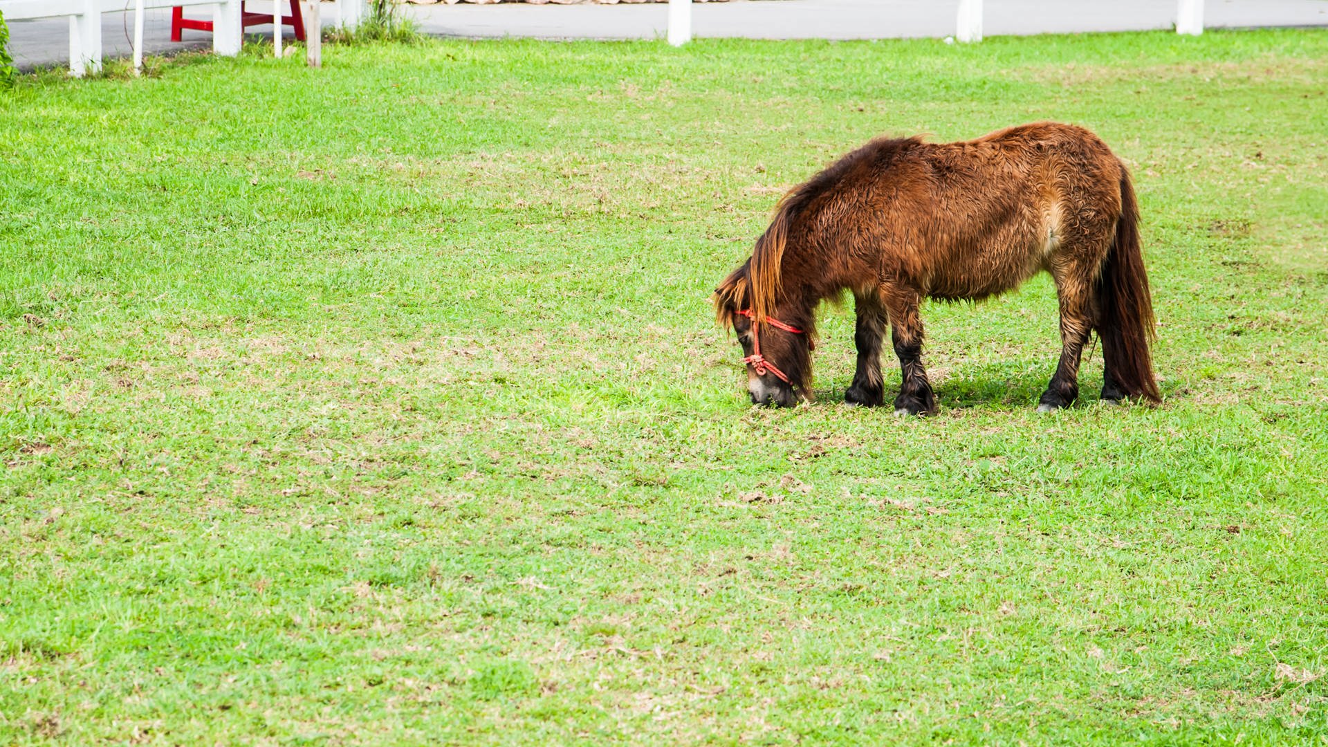 Pferd Im Garten Halten information online