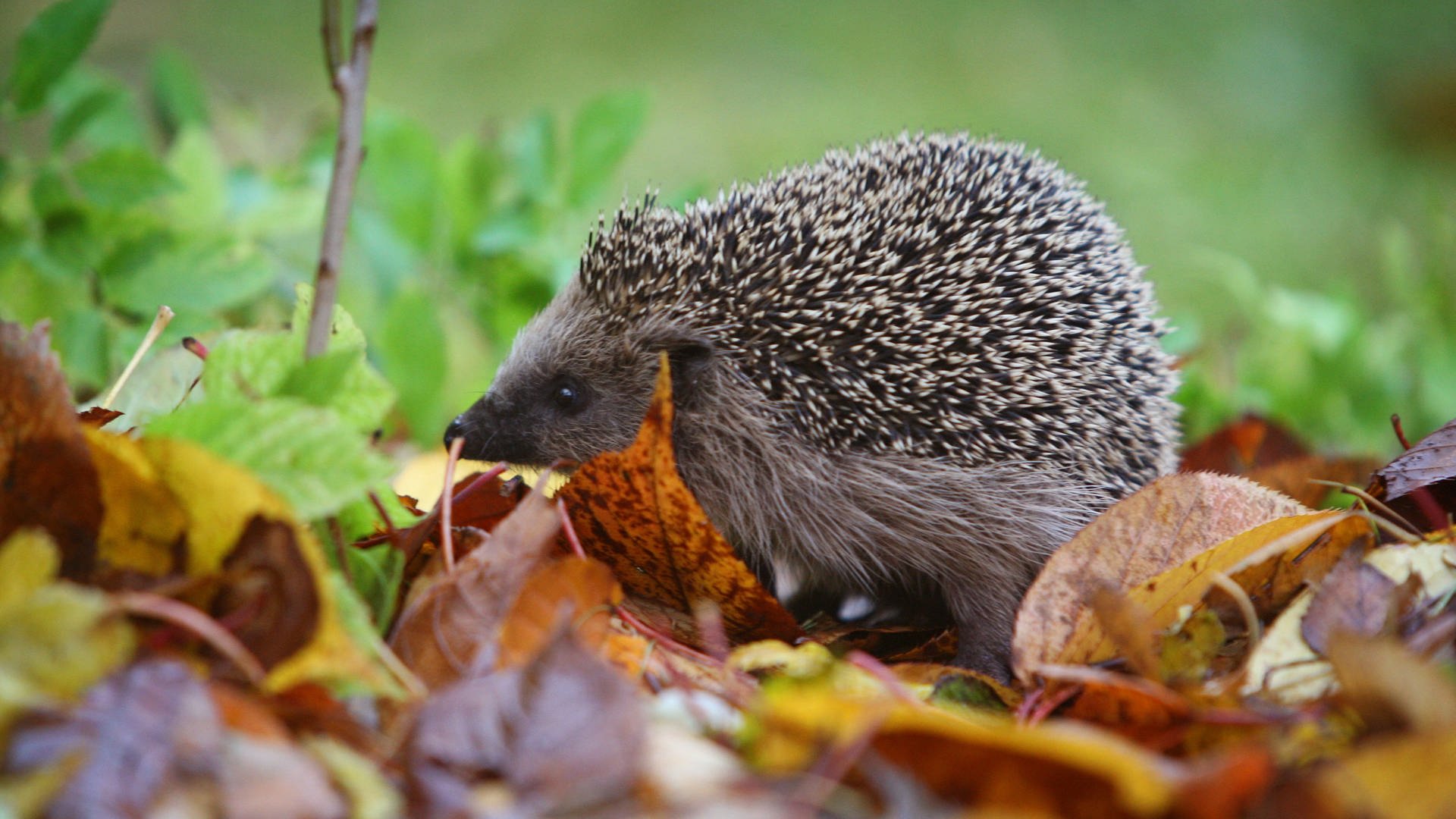 Steckbrief Igel Wissen Swr Kindernetz