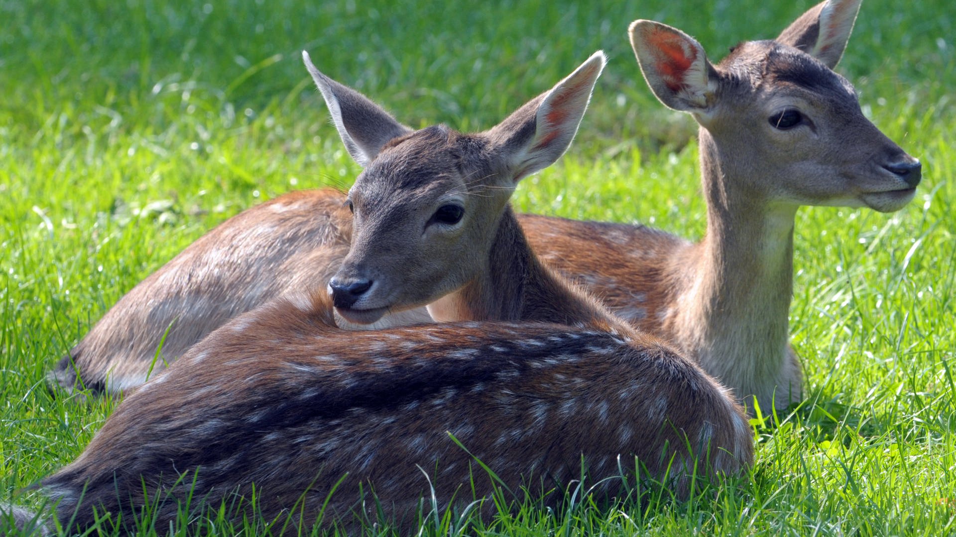 Steckbrief Damwild Wissen Swr Kindernetz