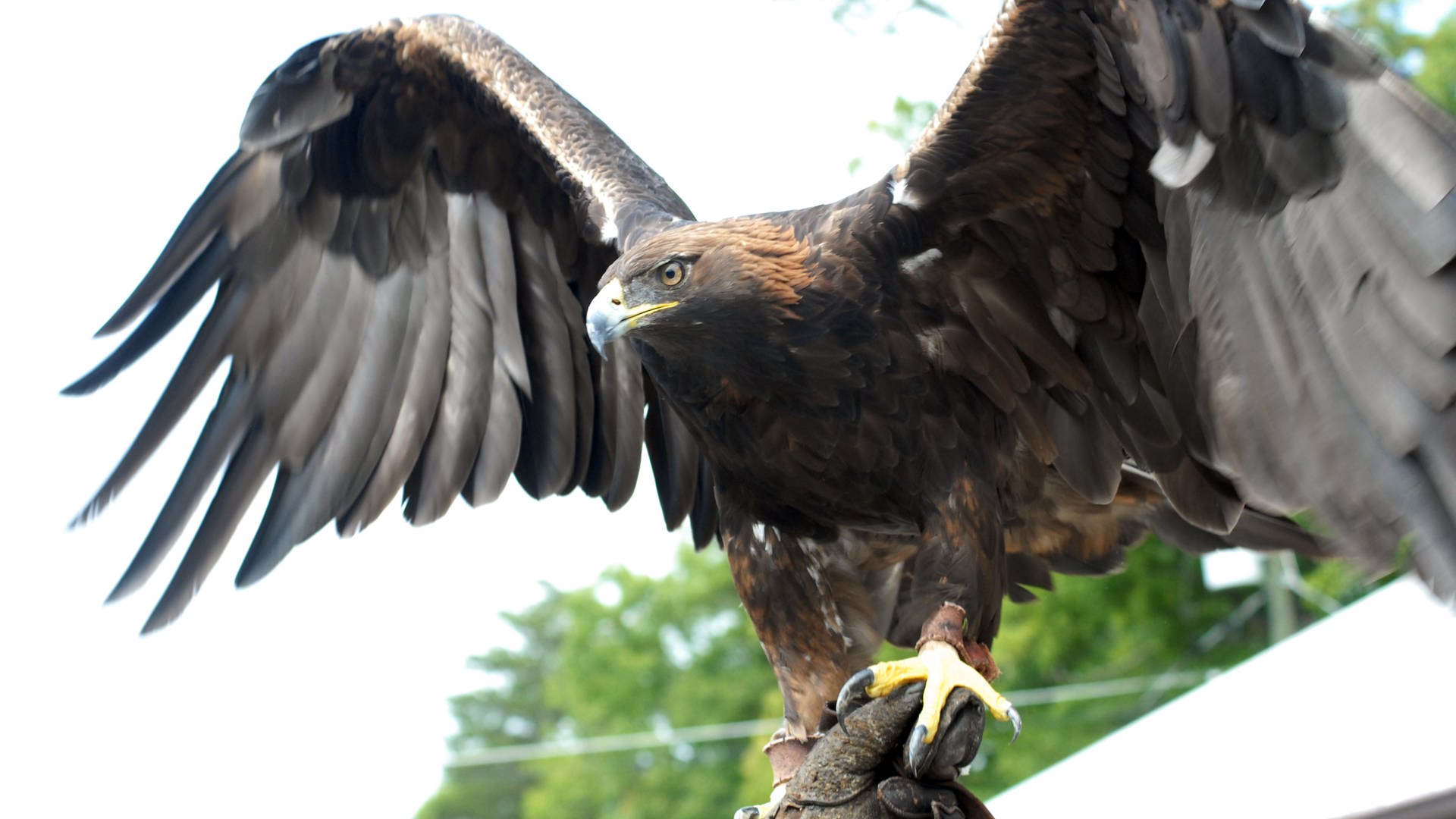 Steckbrief Steinadler Wissen Swr Kindernetz